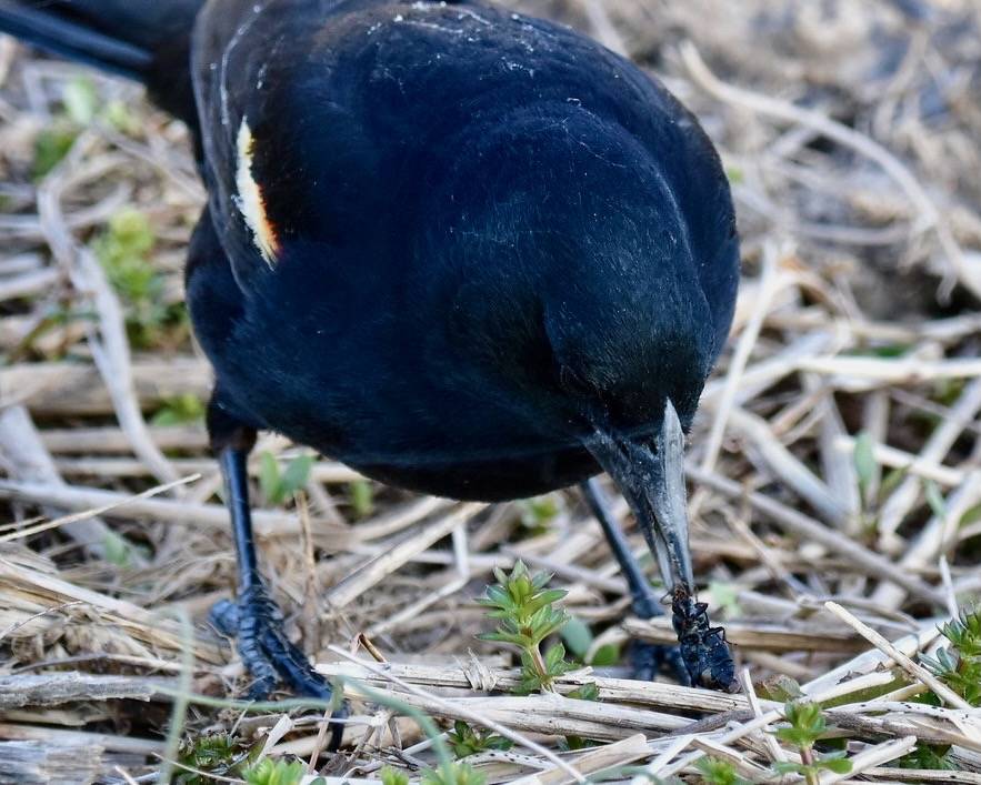 Red-winged Blackbird by pedrik is licensed under CC BY 2.0.